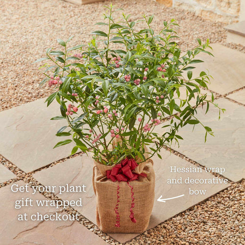 'Pink Lemonade' Blueberry Bush Soft Fruit