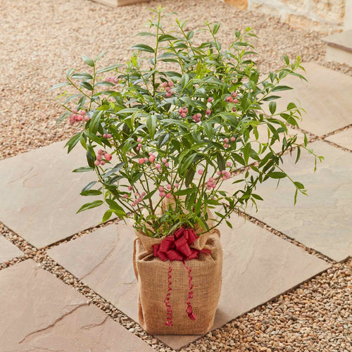 The Pink Blueberry Plant Gift Gift Option