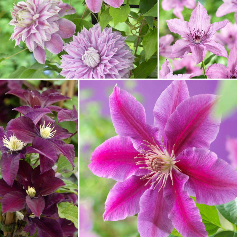 Designer Clematis Collection Climbing Plants
