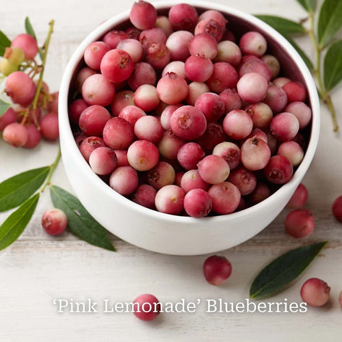 Unusual Berry Collection Soft Fruit