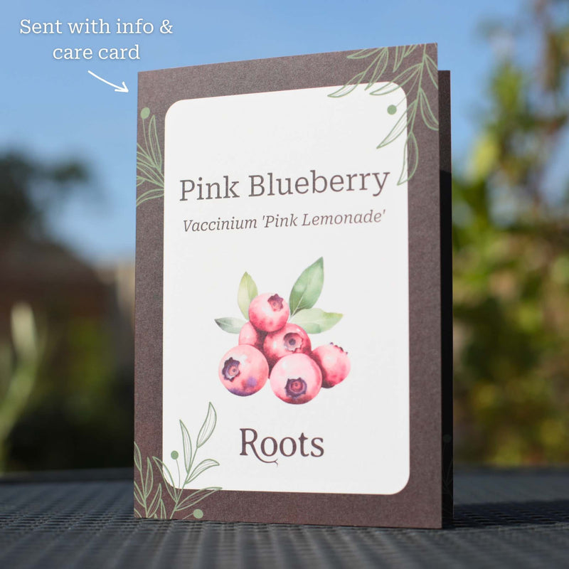 Pink Blueberry Bush Gift Gift Option