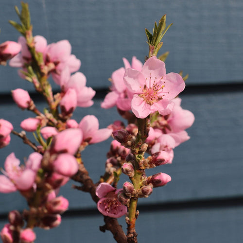 Patio Peach Tree | Prunus persica 'Pink Peachy' Trained Fruit Trees