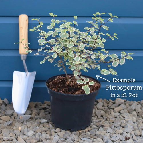 Pittosporum tenuifolium 'Victoria' Shrubs