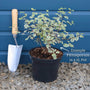 Pittosporum tenuifolium 'Victoria' Shrubs