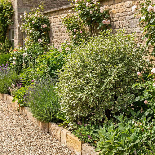 Pittosporum tenuifolium 'Victoria' Shrubs