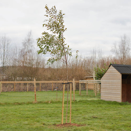 180cm Tall Tree Stake & Supersoft Tie Add ons