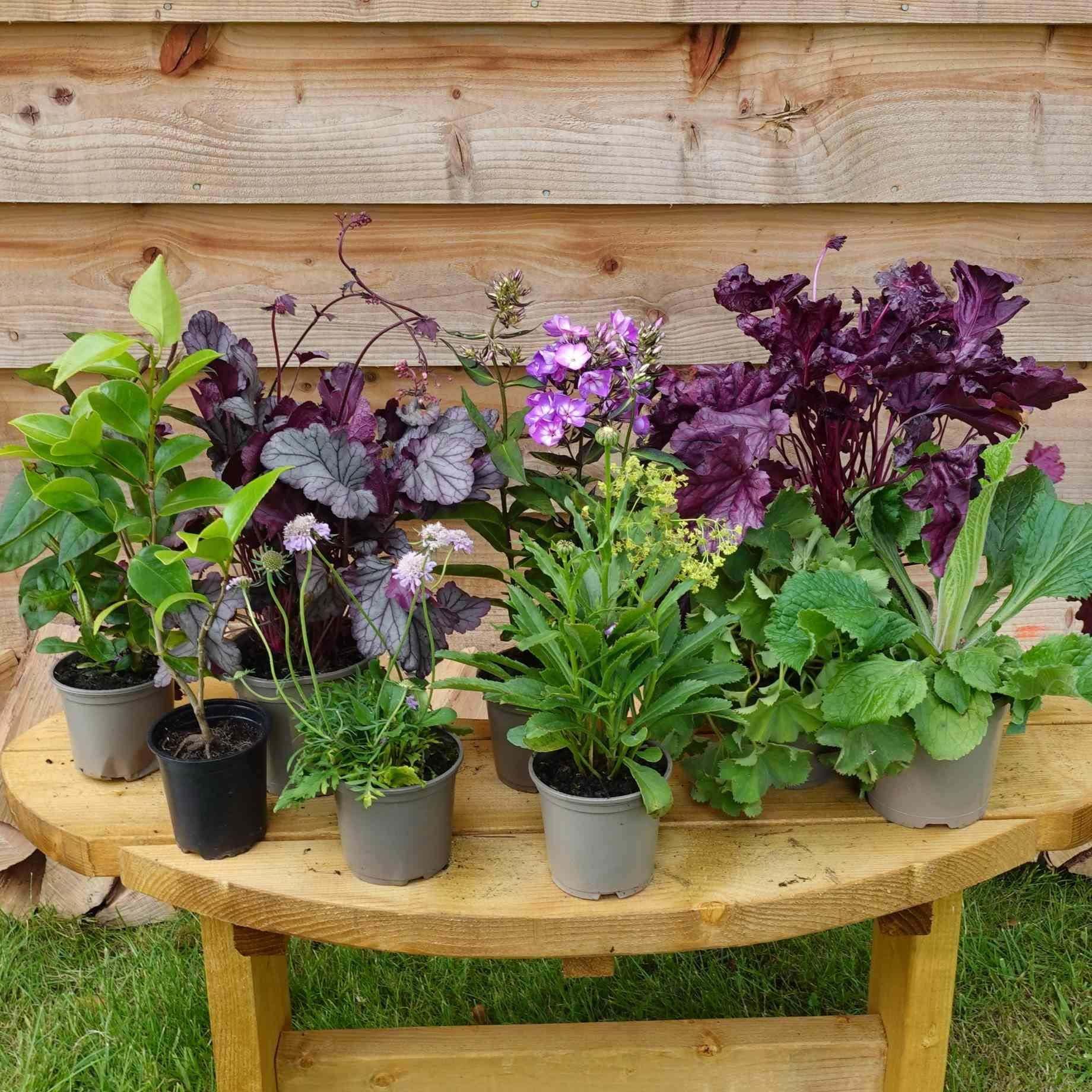14+ Best Potted Plants For Shade Shade Plants For Containers 18 Beautiful Container Plants Perfect For