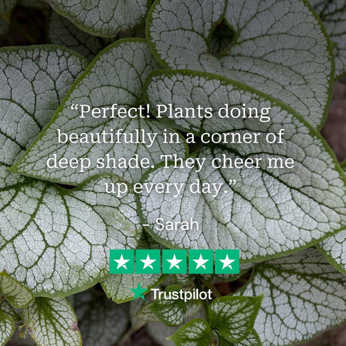 Perfect Plants for Shade | Woodland Wonderland Perennial Bedding