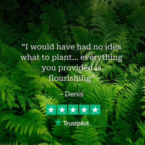 Perfect Plants for Shade | Woodland Wonderland Perennial Bedding