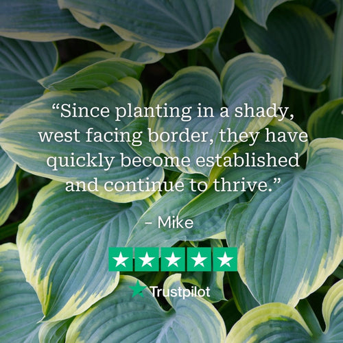 Perfect Plants for Shade | Woodland Wonderland Perennial Bedding