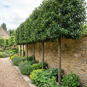 Pleached Holly Tree | Ilex aquifolium 'Nellie R Stevens' Ornamental Trees