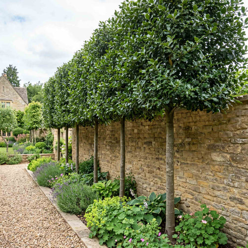 Pleached Holly Tree | Ilex aquifolium 'Nellie R Stevens' Ornamental Trees