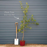 'Oullins Golden Gage' Plum Tree Fruit Trees