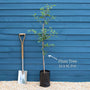 'Oullins Golden Gage' Plum Tree Fruit Trees