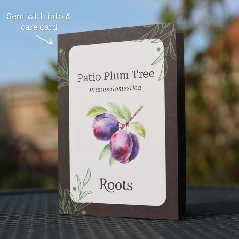 Patio Plum Tree Gift Gift Option