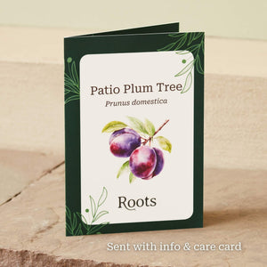 The Patio Plum Tree Gift Gift Option