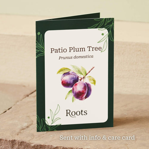 The Patio Plum Tree Gift Gift Option