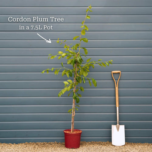 Cordon Plum Tree Trained Fruit Trees