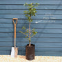 'Opal' Plum Tree Fruit Trees