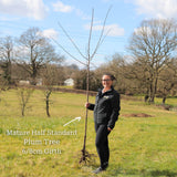 'Victoria' Plum Tree Fruit Trees