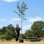'Victoria' Plum Tree Fruit Trees