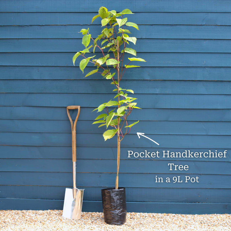 Pocket Handkerchief Tree | Davidia involucrata Ornamental Trees