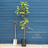 Pocket Handkerchief Tree | Davidia involucrata Ornamental Trees