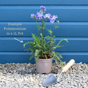 Polemonium 'Bressingham Purple' Perennial Bedding