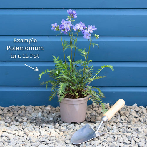 Polemonium 'Bressingham Purple' Perennial Bedding