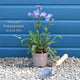 Polemonium 'Bressingham Purple' Perennial Bedding