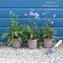 Polemonium 'Bressingham Purple' Perennial Bedding