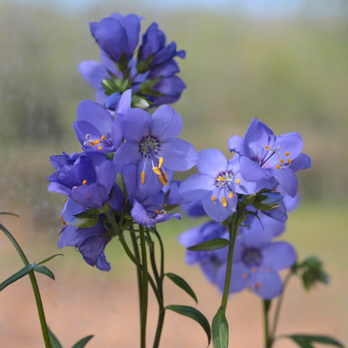 Polemonium 'Bressingham Purple' Perennial Bedding