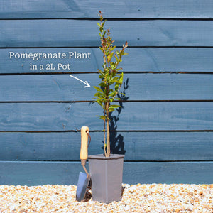 UK Hardy Pomegranate Bush Soft Fruit