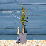 UK Hardy Pomegranate Bush Soft Fruit