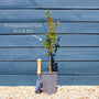 UK Hardy Pomegranate Bush Soft Fruit