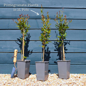 UK Hardy Pomegranate Bush Soft Fruit
