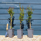 UK Hardy Pomegranate Bush Soft Fruit