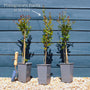 UK Hardy Pomegranate Bush Soft Fruit
