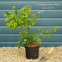 'Provence' Pomegranate Bush Soft Fruit