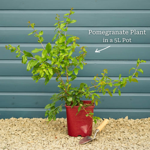 'Provence' Pomegranate Bush Soft Fruit