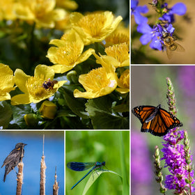 Pond Plants for Wildlife Collection Pond Plants