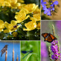Pond Plants for Wildlife Collection Pond Plants