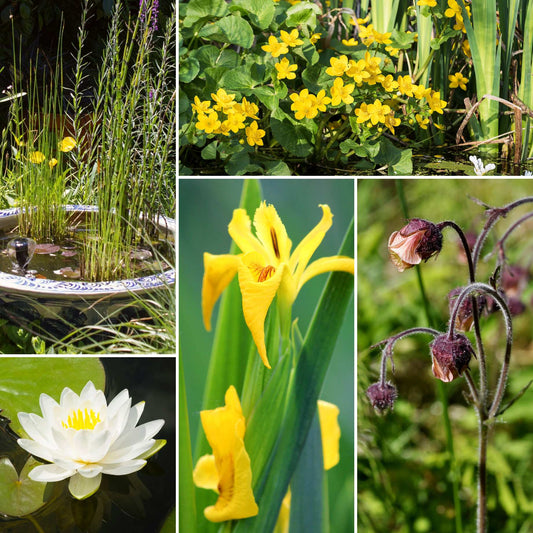 Pond in a Pot Planting Kit | Oxygenating & Wildlife | Flowers & Structure Pond Plants