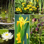 Pond in a Pot Planting Kit | Oxygenating & Wildlife | Flowers & Structure Pond Plants