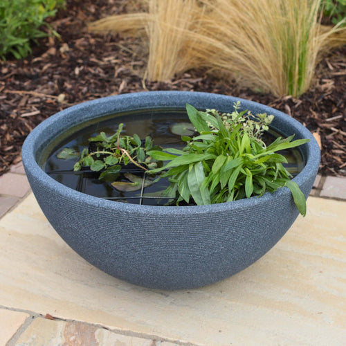 Pond in a Pot Pond Plants
