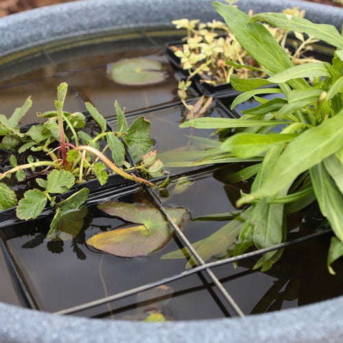 Pond in a Pot Pond Plants