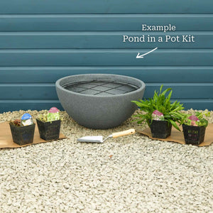 Pond in a Pot Pond Plants