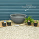 Pond in a Pot Pond Plants