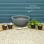 Pond in a Pot Pond Plants