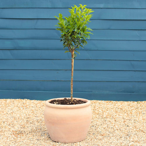Patio Portuguese Laurel Tree | Prunus lusitanica 'Brenelia'® Ornamental Trees